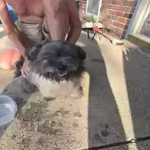 found female dog unknown