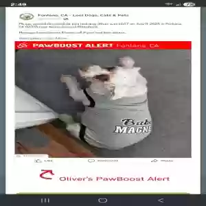 lost male dog oliver