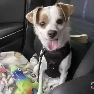 lost male dog bashful, bas, or bud