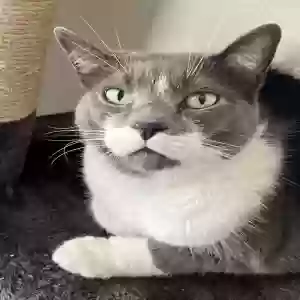 lost female cat lilly