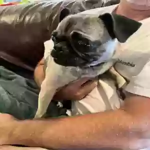 found female dog dont know