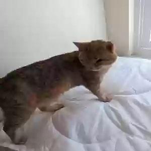 lost unknown cat suzu