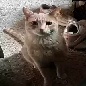 lost male cat jock