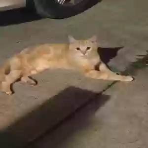 lost male cat boots (bootsie)