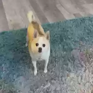lost male dog benji