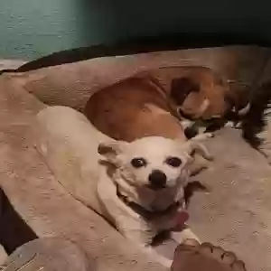 lost female dog juliet