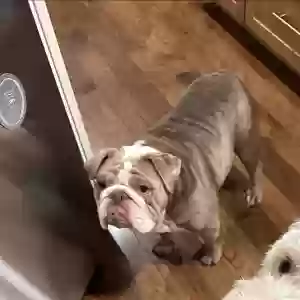 lost female dog maya