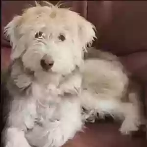 lost female dog solimar 
