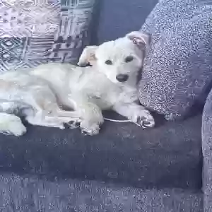 lost male dog prince