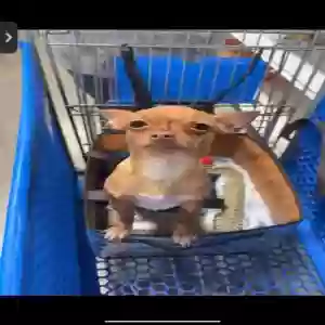 lost female dog scarlett