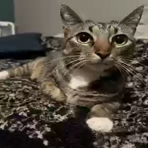 lost female cat kitty