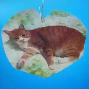 lost male cat mister