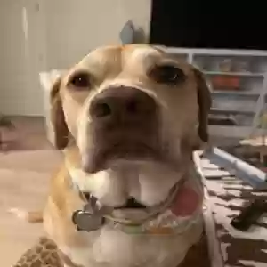 lost male dog governor hoyle