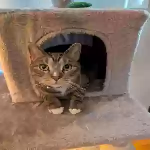 lost male cat rigatoni