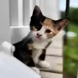 lost female cat unknown