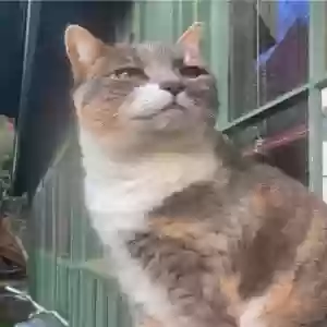 lost female cat opal