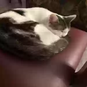 lost male cat ernesto