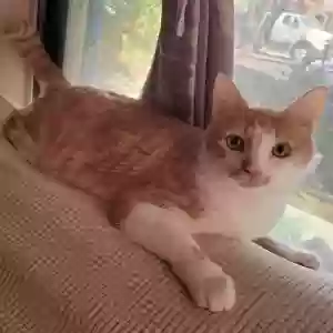 lost male cat goose *sancho