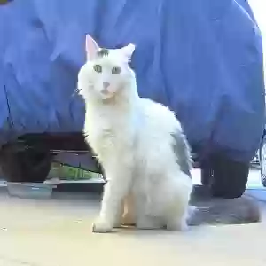 lost female cat mama kat