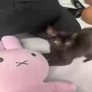 lost female cat yanny