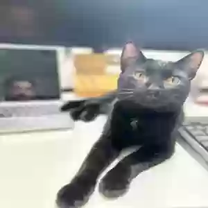 lost male cat rudy