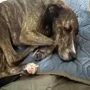 found female dog unknown