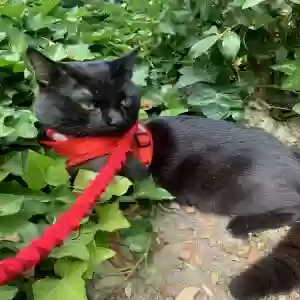 lost male cat mufusa