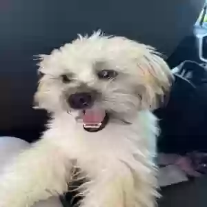 lost male dog unknown