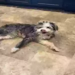 lost male dog oso