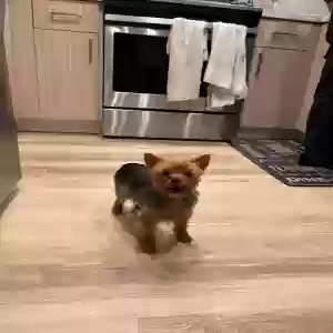 lost female dog jeff