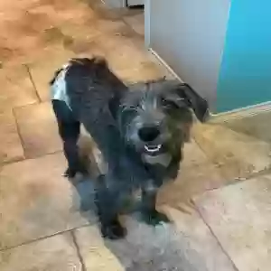 lost female dog fauna