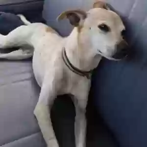 lost female dog bandit