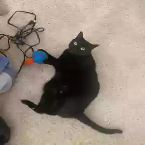 lost female cat mo