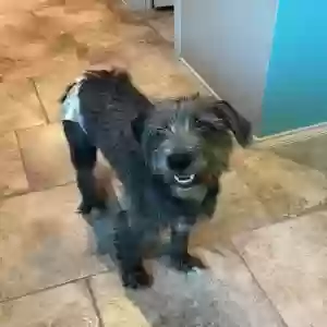 lost female dog fauna