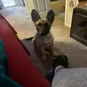 lost male dog unknown