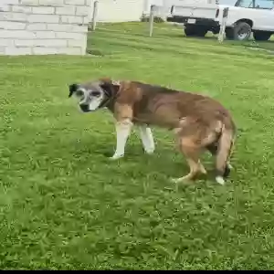 lost male dog chance