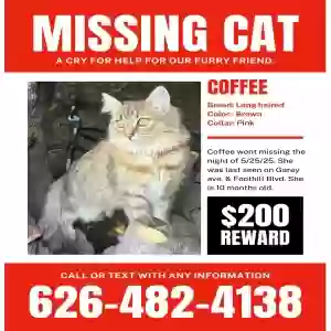 lost female cat coffee