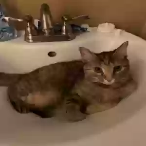 lost female cat cinnamon
