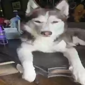 lost female dog raya