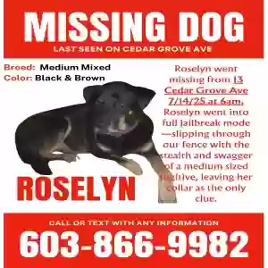 lost female dog roselyn