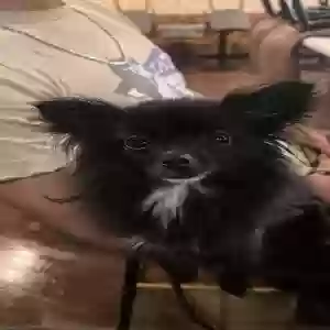 lost female dog zuki