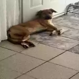 lost male dog unknown