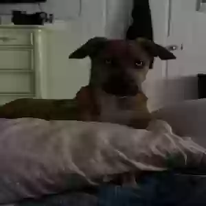 lost male dog kingston