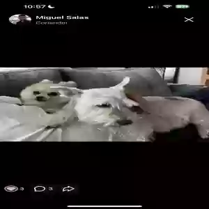 lost unknown dog luna&bleu