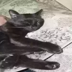 lost male cat judas