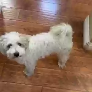 lost male dog coco