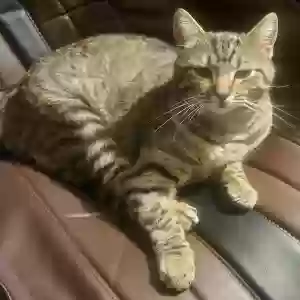 lost female cat kumi