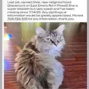 lost female cat dixie