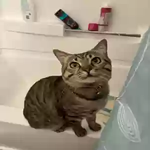 lost male cat sage