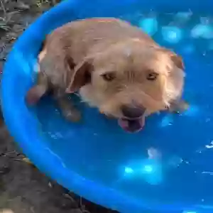 lost male dog scott